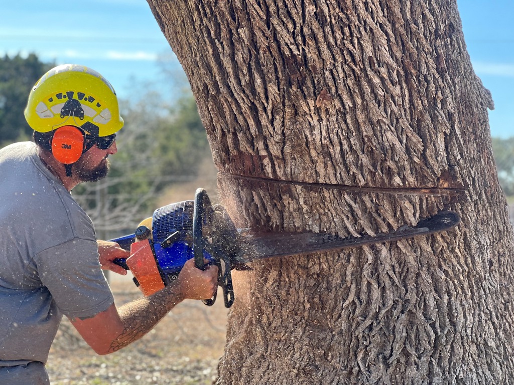 San Antonio Arborist