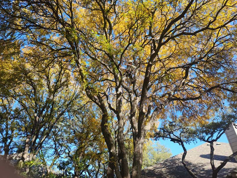 Tree Trimming Texas