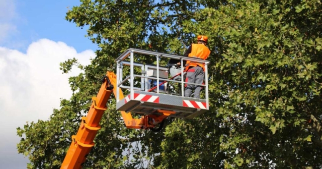 arborist san antonio