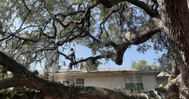 arborists in san antonio