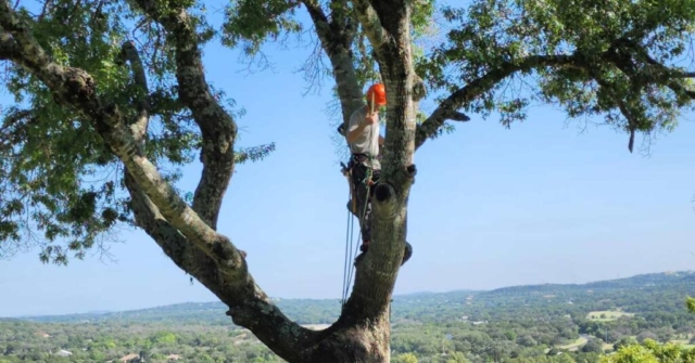 certified arborist san antonio tx