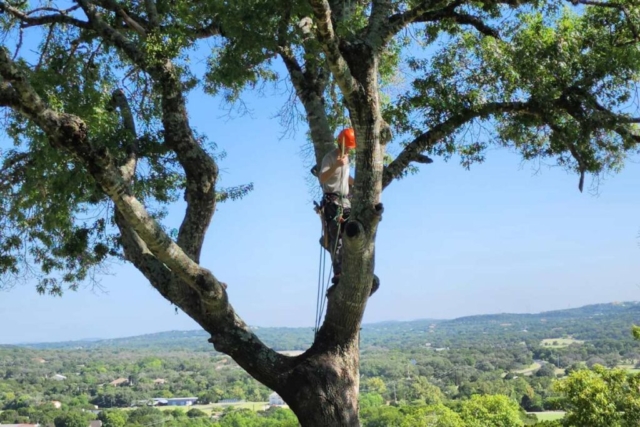 certified tree care san antonio