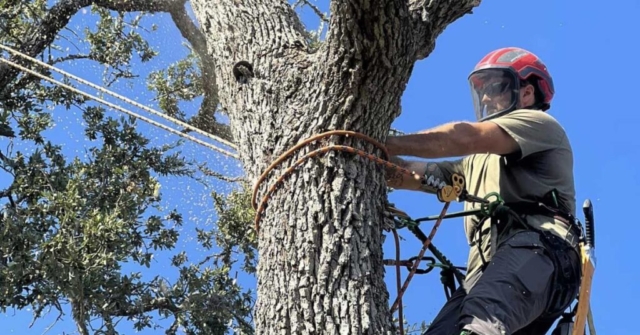 emergency tree service san antonio