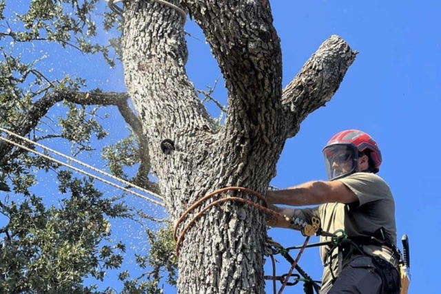 san antonio tree services