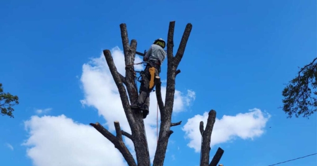 san antonio tree trimming