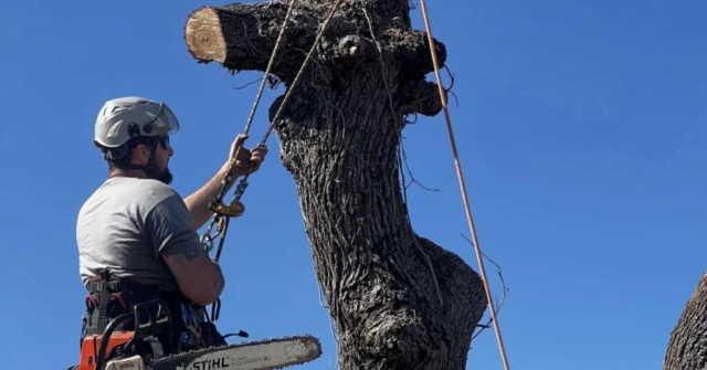 san antonio tx tree service