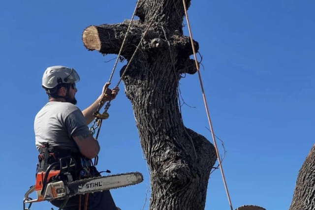 san antonio tx tree trimming