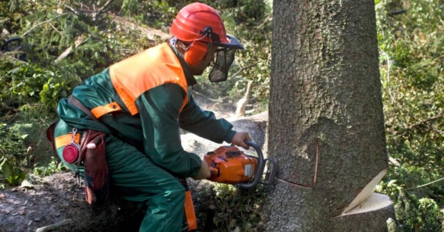 tree removal san antonio