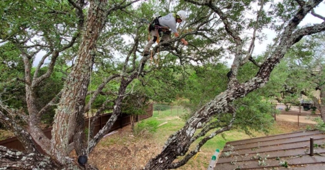 tree service in san antonio