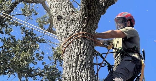 tree service in san antonio texas