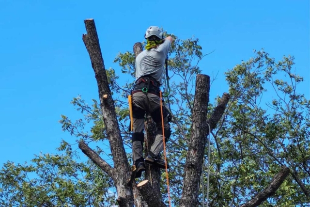 tree service of san antonio