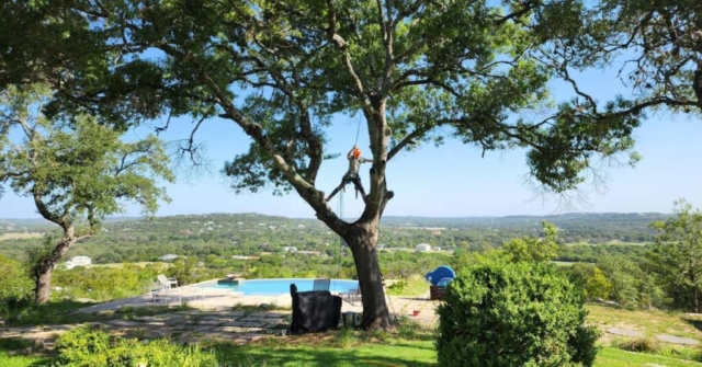 tree service san antonio