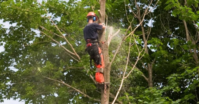 tree trimmers in san antonio