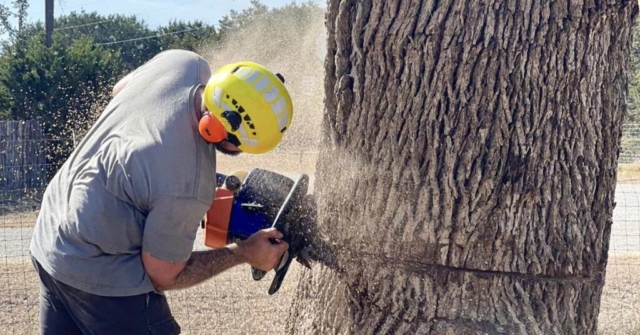 tree trimmers san antonio