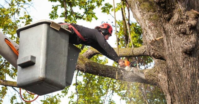 tree trimming san antonio cost