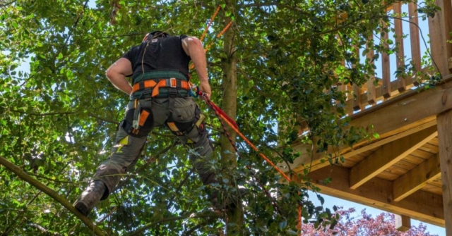 tree trimming service san antonio