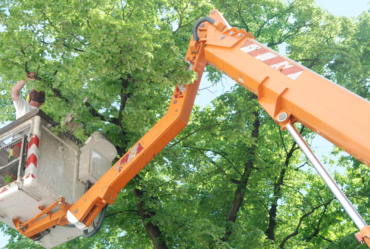 Image showing local professional tree services in action in Canyon Lake, TX.