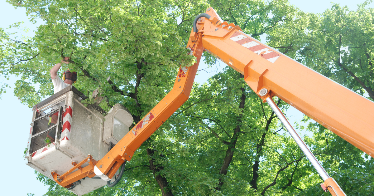 Image showing local professional tree services in action in Canyon Lake, TX.