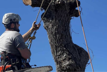 Featured image showing how to remove a tree trunk in San Antonio, TX.