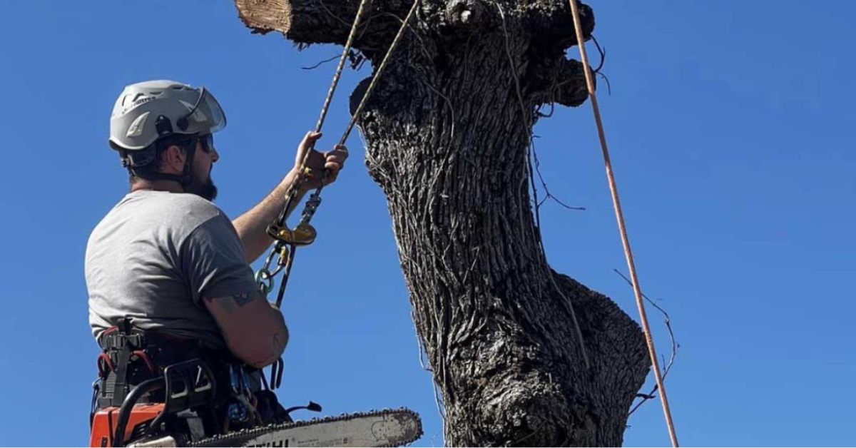 Featured image showing how to remove a tree trunk in San Antonio, TX.