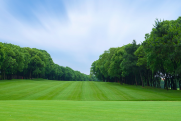 Image showing a well-maintained golf course after tree service.