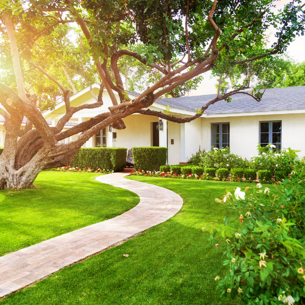 Image showing cleared land after professional tree service.