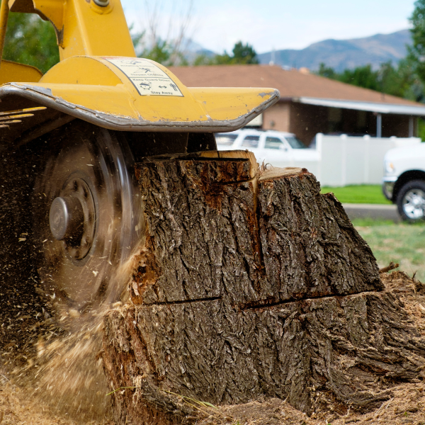 Image demonstrating the process of stump removal.