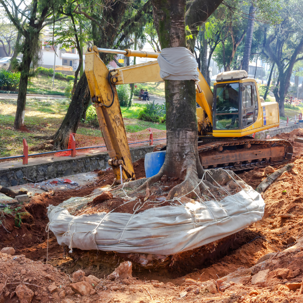 Image showing a tree being safely removed by a tree roe.