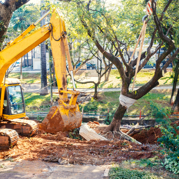 Picture of a tree being professionally removed.