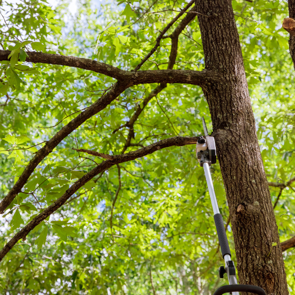 Image showing a tree being trimmed and pruned.