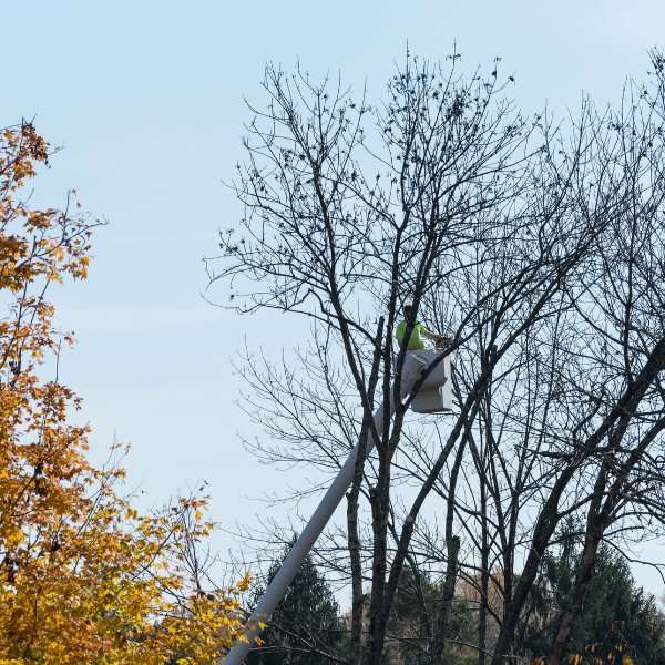 Picture of a tree being professionally trimmed of it's dead branches.