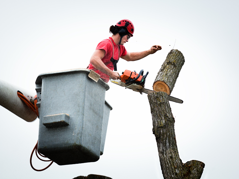 Image showing a tree removal professional removing a tree trunk.