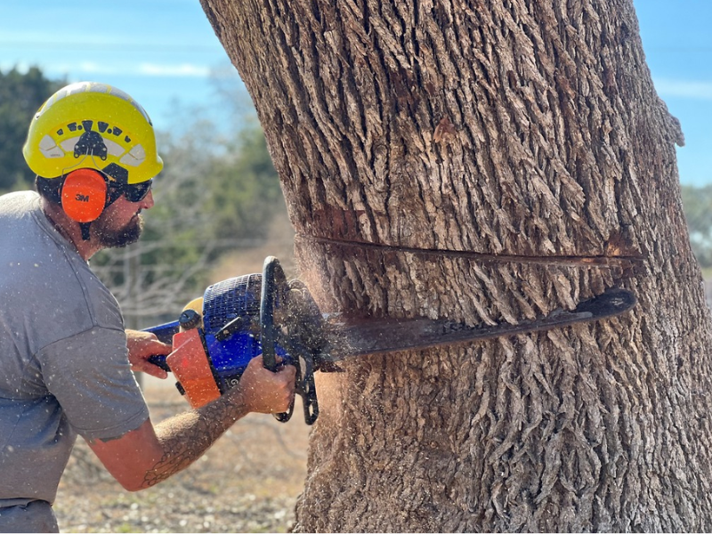 Image depicting various stump removal methods used by J & J Tree Care Professionals.