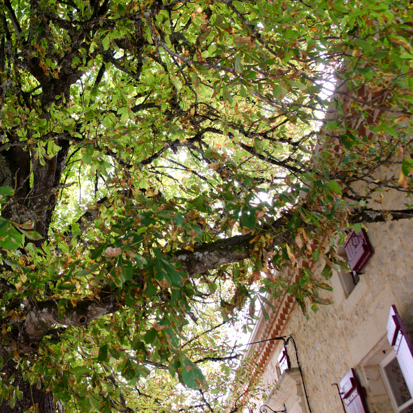 An image showing a diseased tree in an urban area.