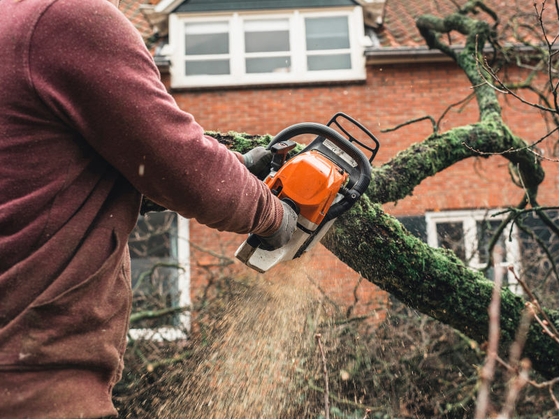 An image showing a professional arborist trimming tree branches near a house.