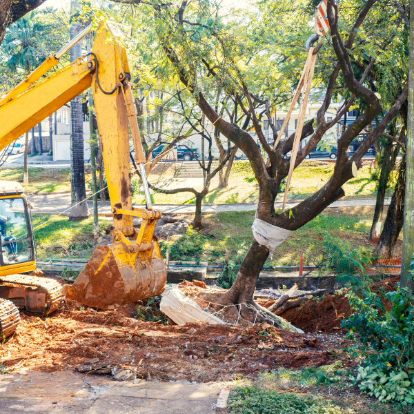 An image showing a tree being removed due to safety hazards.