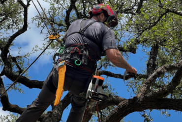 An image showing a tree on private property in New Braunfels.