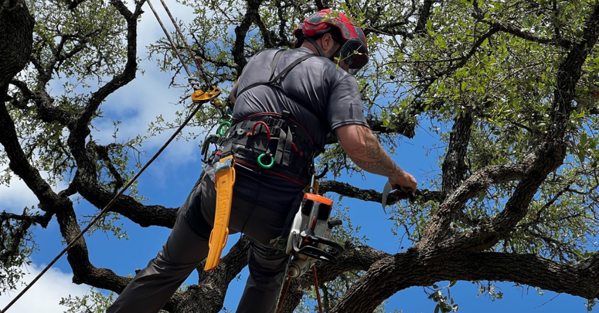 An image showing a tree on private property in New Braunfels.