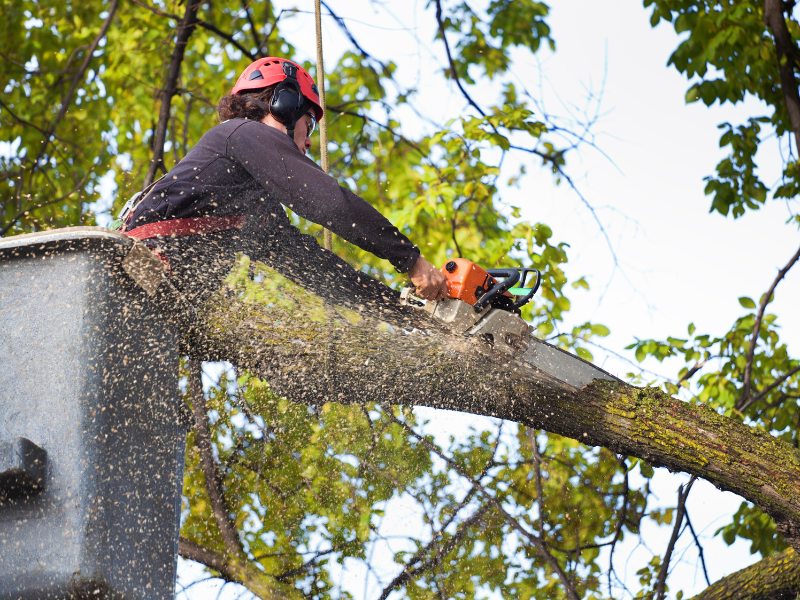 An image showing professional arborists providing tree care services.