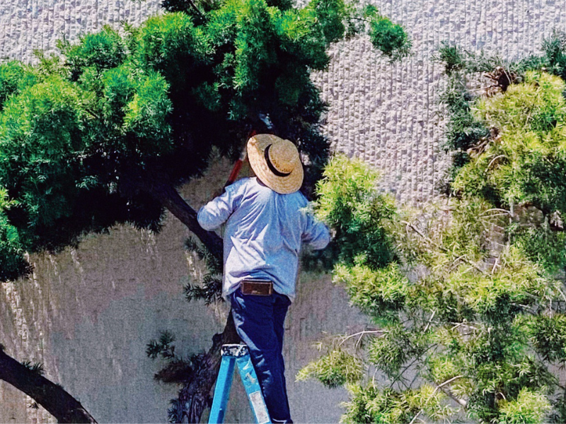 An image showing professional tree service experts trimming and removing trees on a residential property.