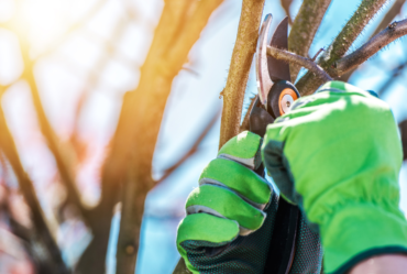 An image showing proper tree branch trimming techniques.