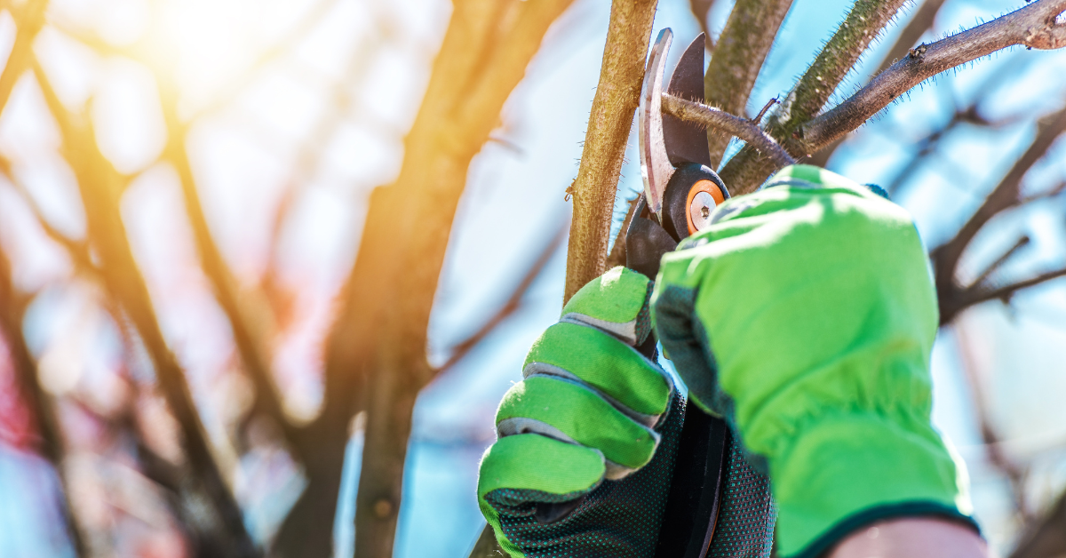 An image showing proper tree branch trimming techniques.