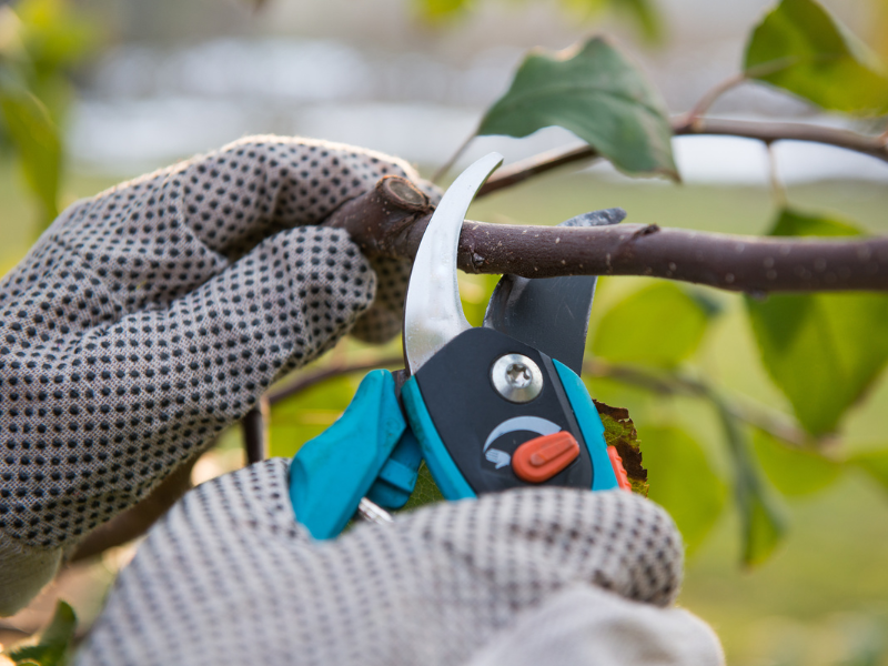 An image showing proper tree pruning tools, a tree being pruned in the right season, and safety gear for tree trimming.