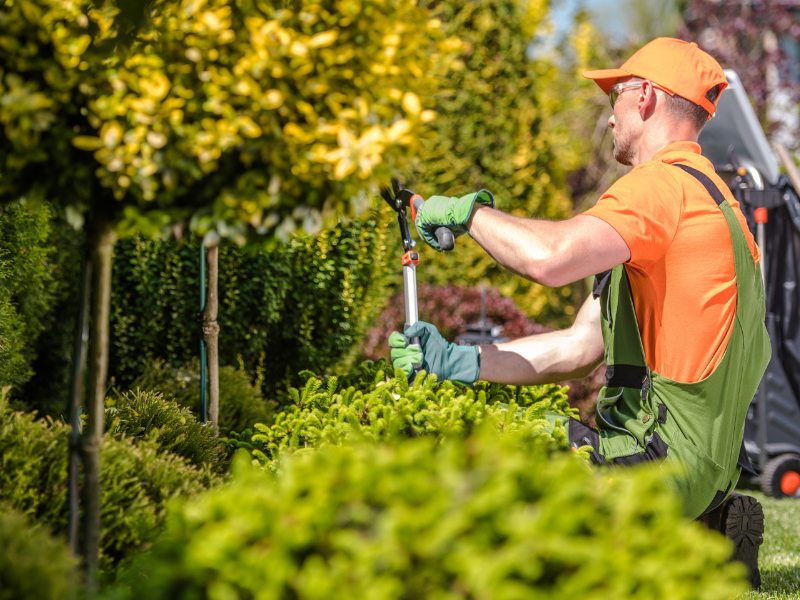 An image showing proper tree trimming techniques.