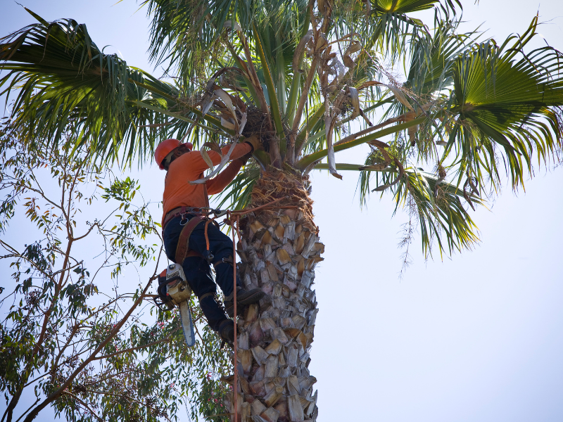 An image showing the benefits of professional tree trimming.