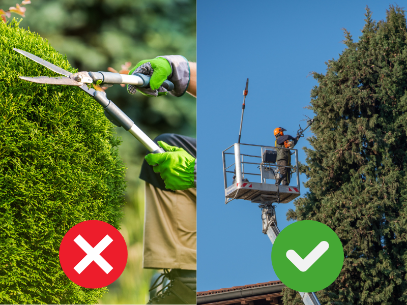 An image showing the proper and improper techniques of tree trimming in Texas.