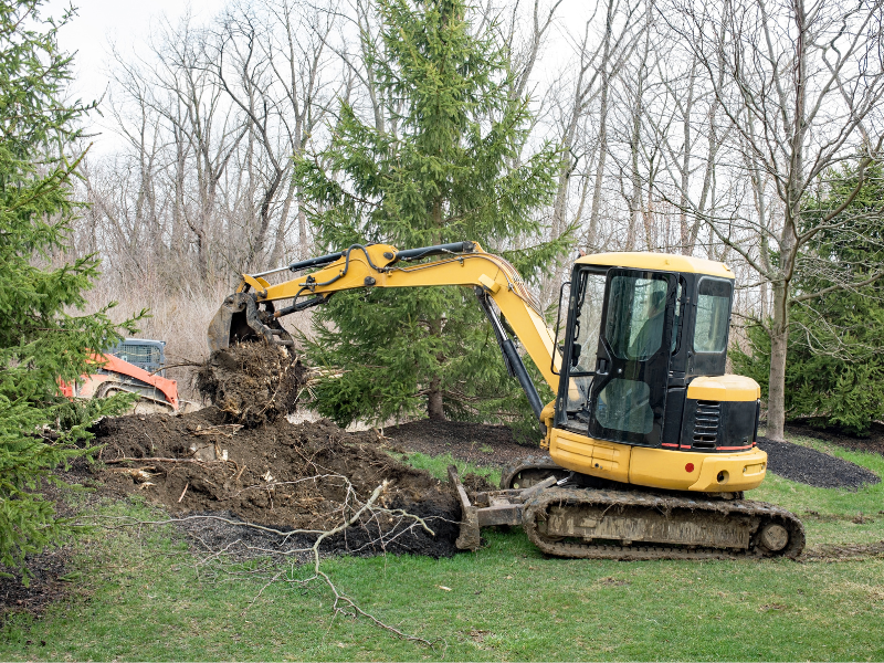 An image showing the steps involved in the tree removal process.