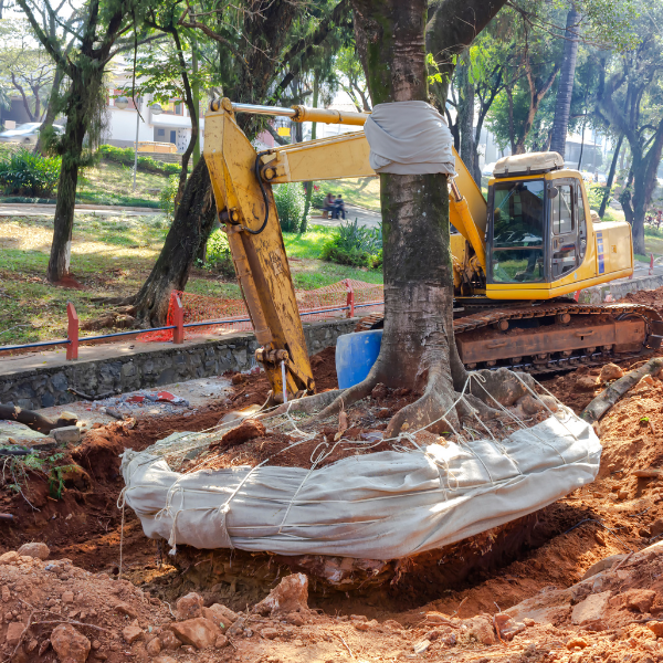 An image showing trees being removed for urban development.