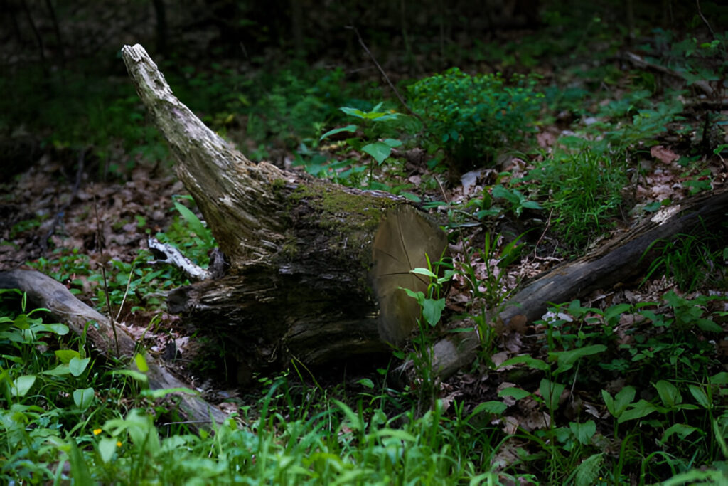 Tree stump