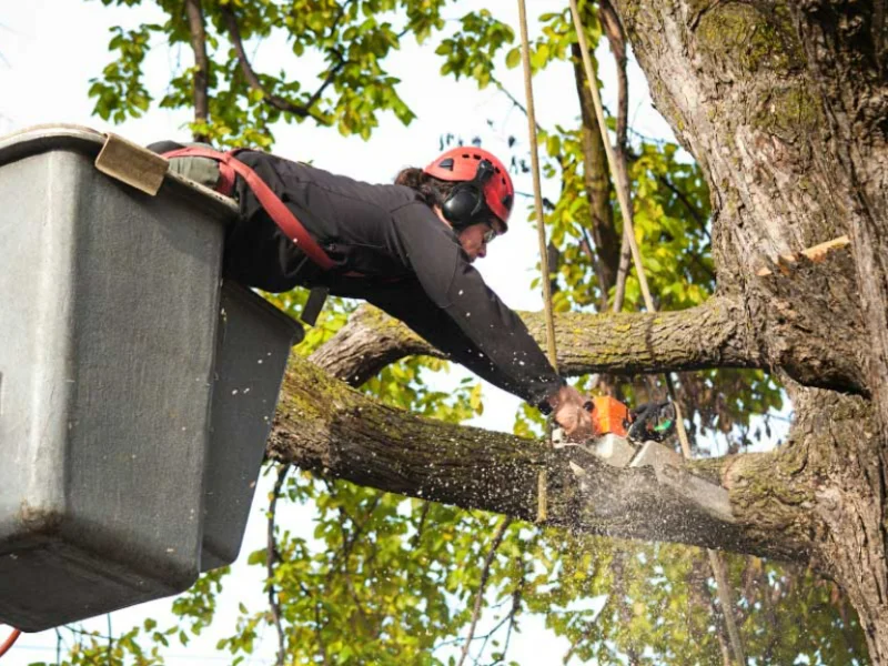 An image showing J&J Tree Care performing building clearance services for commercial buildings and other property in San Antonio, TX.